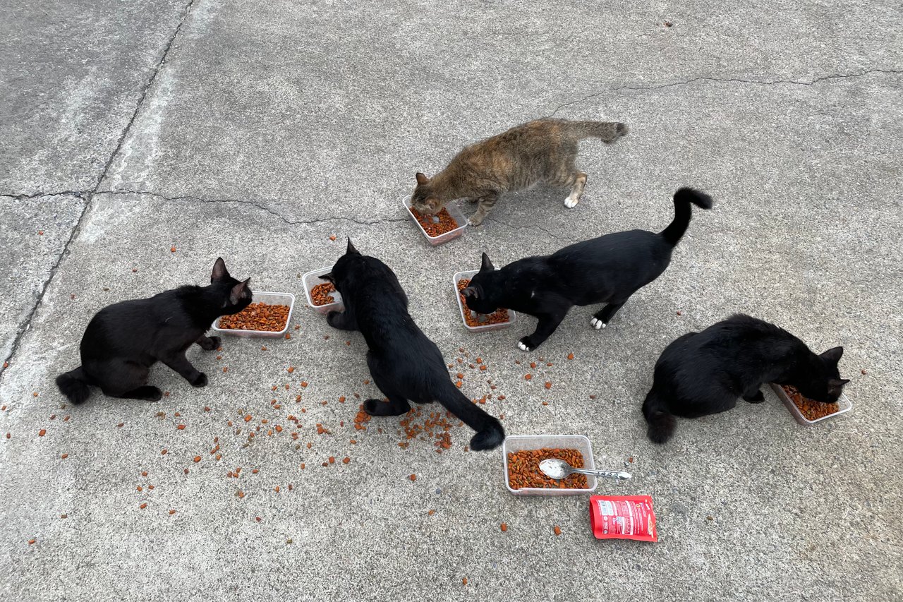 Happy Caturday: feeding temple cats on rainy day. 