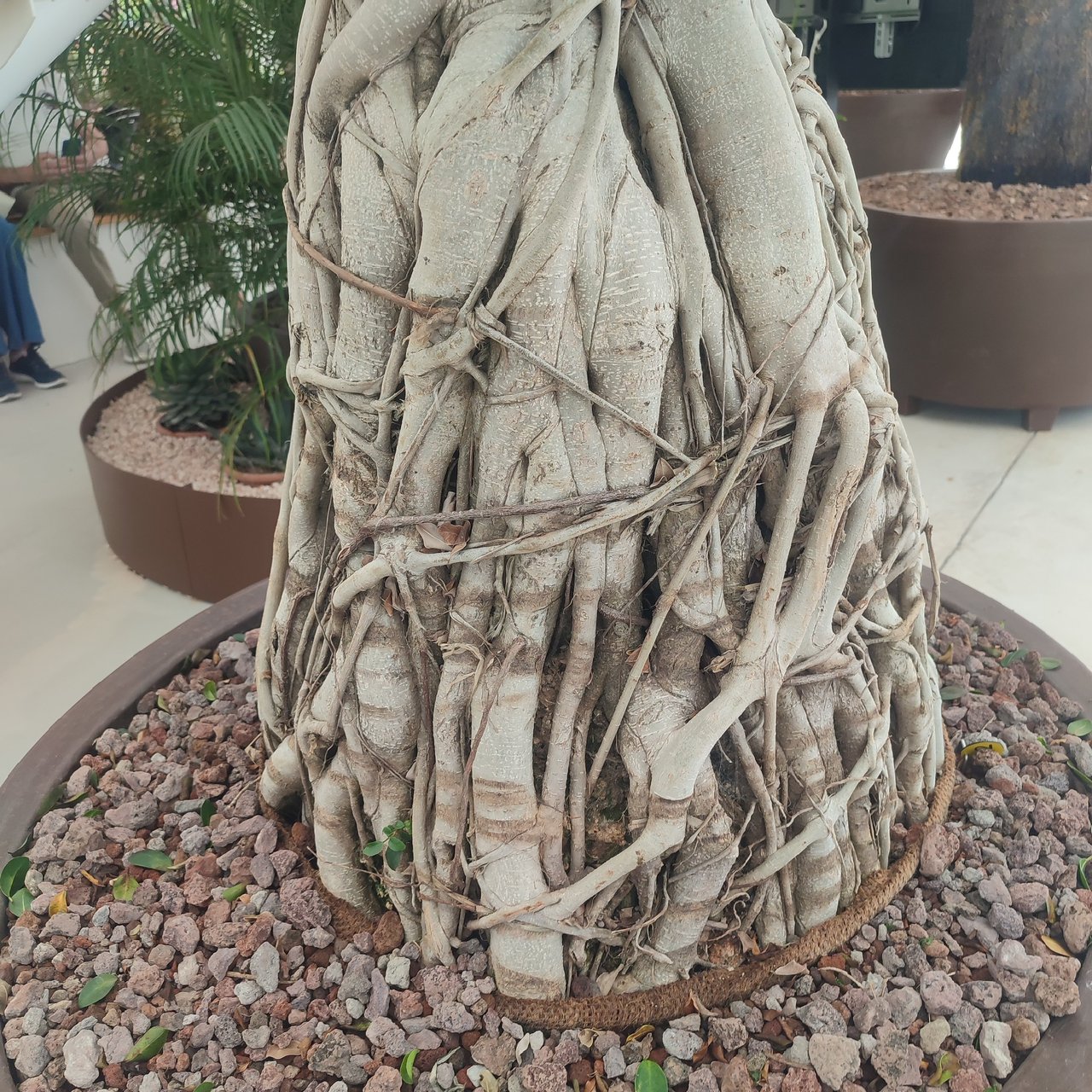https://images.ecency.com/DQmfJsStAzW9AnNS7KaY6u4dXq9JnmYn9zd2Z3g6g4Pobo3/1751792391295.jpg