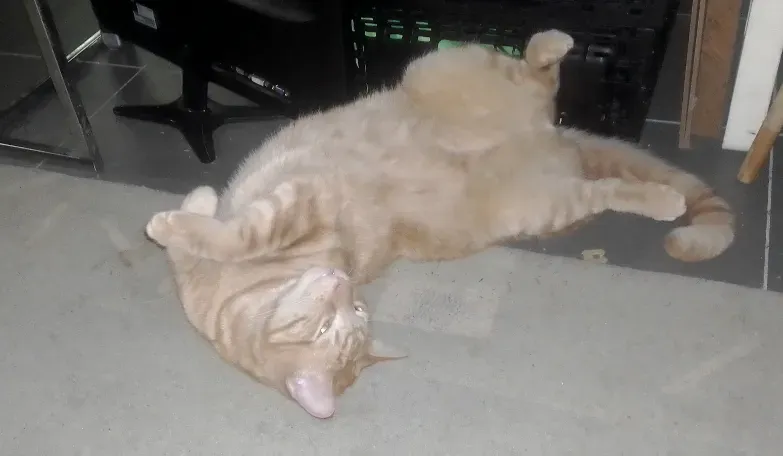 caturday 31-05-25