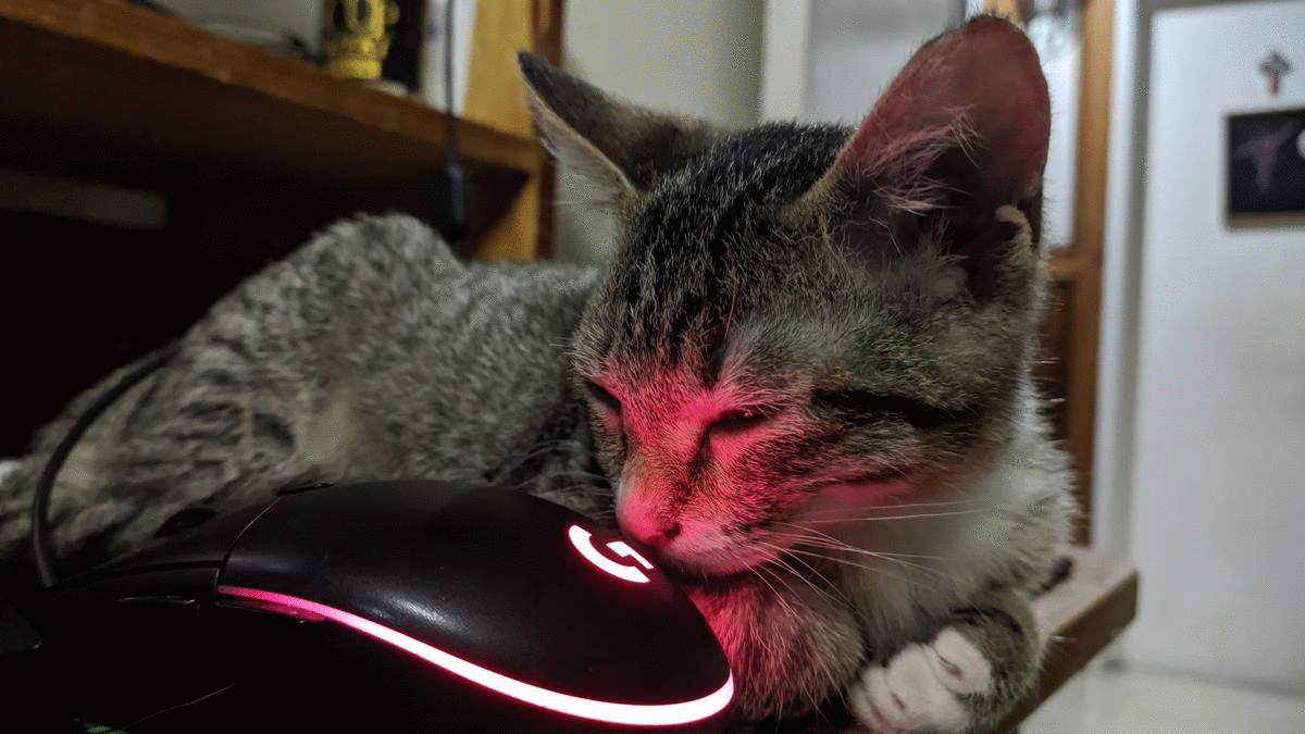Cat GIF Editor