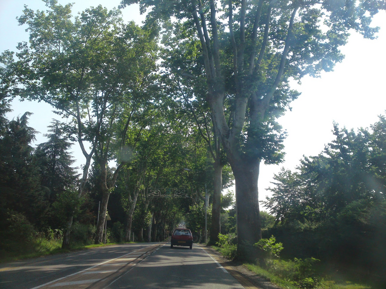 Can’t thank enough these trees on hot days