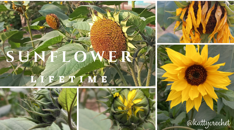 Stock Images || SUNFLOWER LIFETIME ?? [Original photos] | PeakD