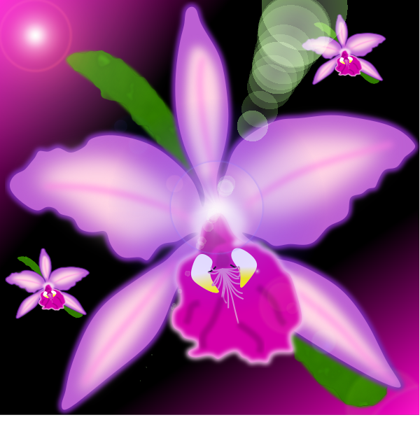 Orchid Drawing /// Dibujo Orquídea | PeakD