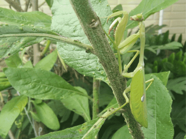 _La familia Mantidae es la más numerosa dentro del orden Mantodea_.gif