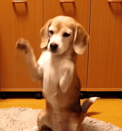 perro-pelota.gif