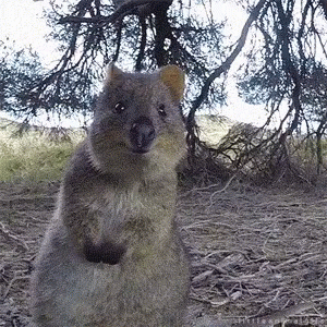 Quokka.gif