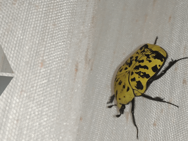 Automeris cf. jucunda.gif