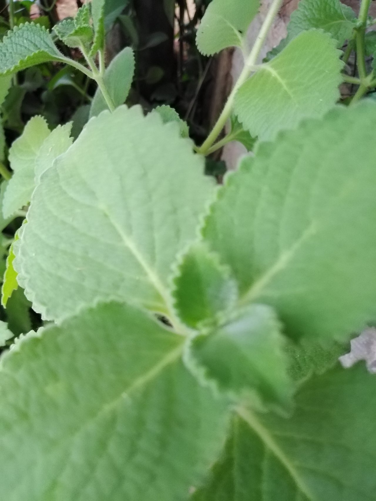 Halamang Gamot Na Nakakatulong Peakd