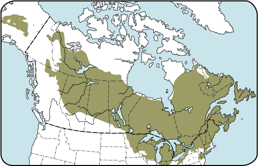 larix_laricina_range_map.gif