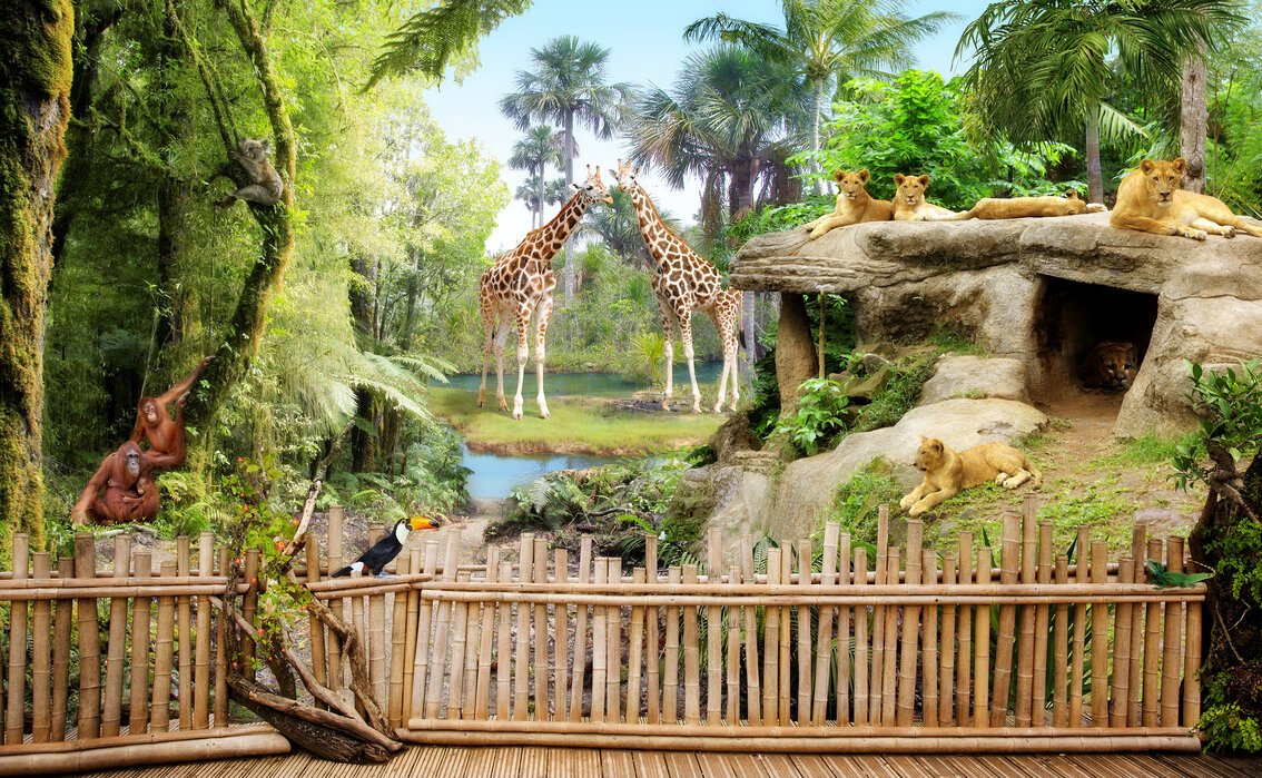 https://images.photowall.com/products/62137/zoo-animals.jpg