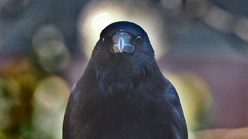 https://images.rawpixel.com/image_800/cHJpdmF0ZS9sci9pbWFnZXMvd2Vic2l0ZS8yMDIyLTEyL2ZsNTI0OTc5Nzg5NTgtaW1hZ2UuanBn.jpg