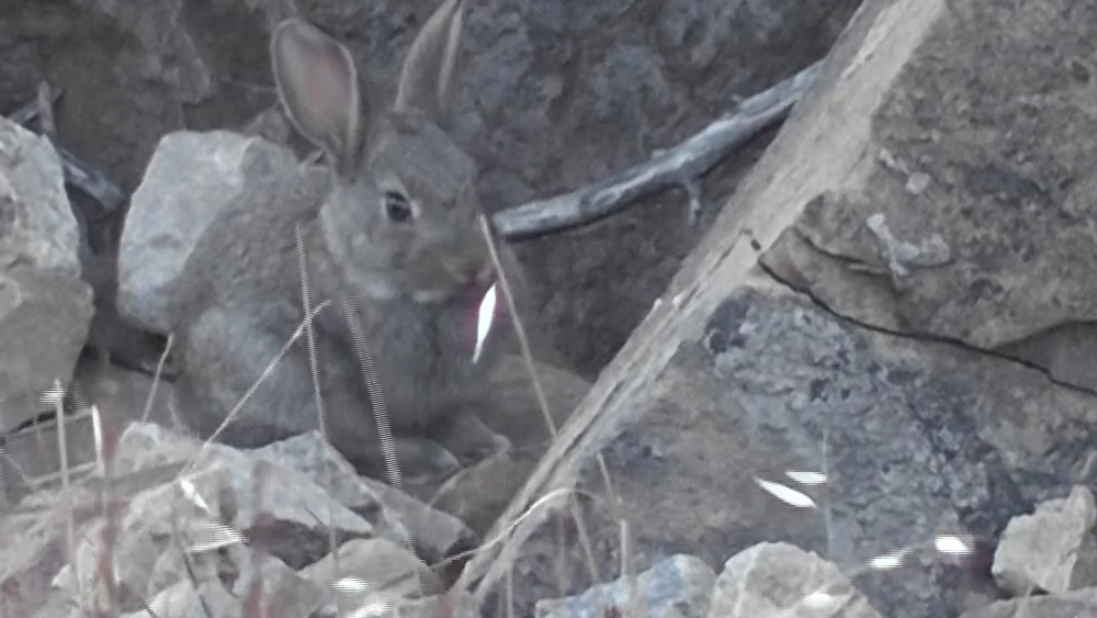 A rabbit