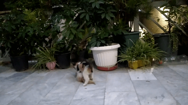 20250518_200810_9.gif