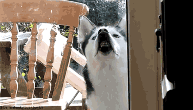 a4669fa1433fef4b6e031ebd33b54db0.gif