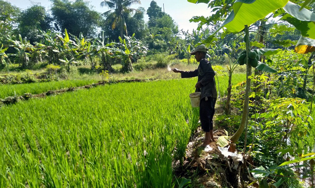 Memupuk Tanaman Padi Untuk Mendapat Nutrisi Peakd