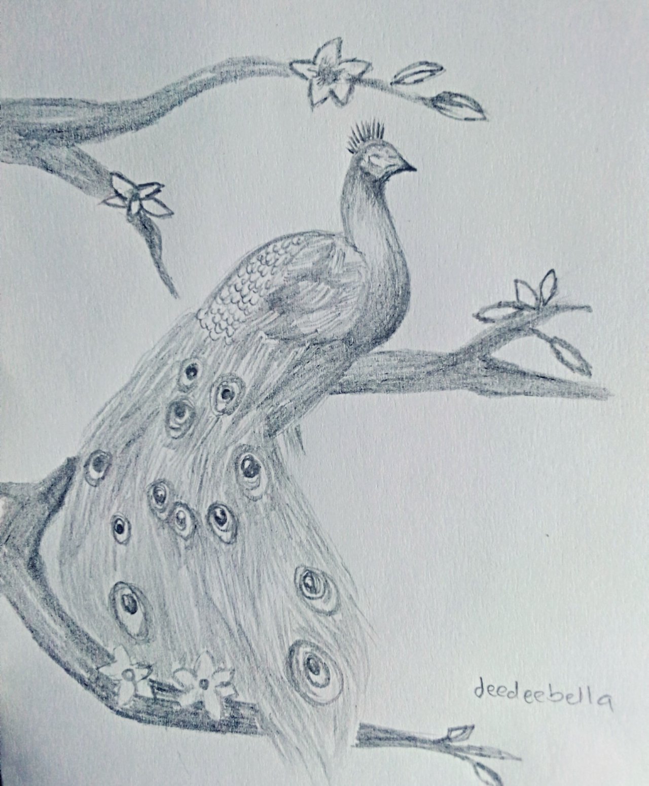 A Pencil Drawing of a Peacock Stock Photo - Image of bird, blue: 257468030