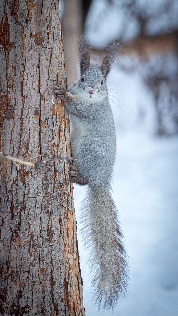 long eared squirrel