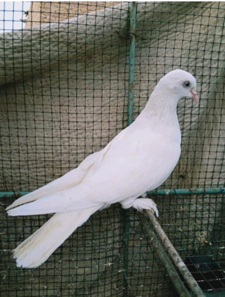 gbh9u9l8u6.jpg