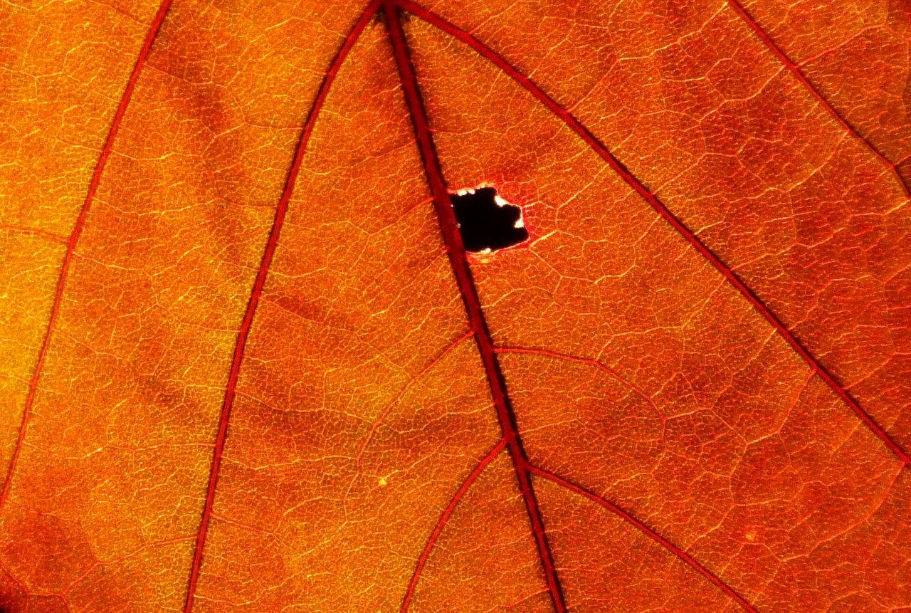 https://img.inleo.io/DQmNVv26eJ5iucJ7iuKihLpFSEMktn1Gvq3Kc21vFnm8aK9/0108-LeafHole.jpg