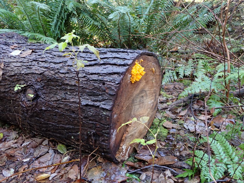 The Witch's Butter