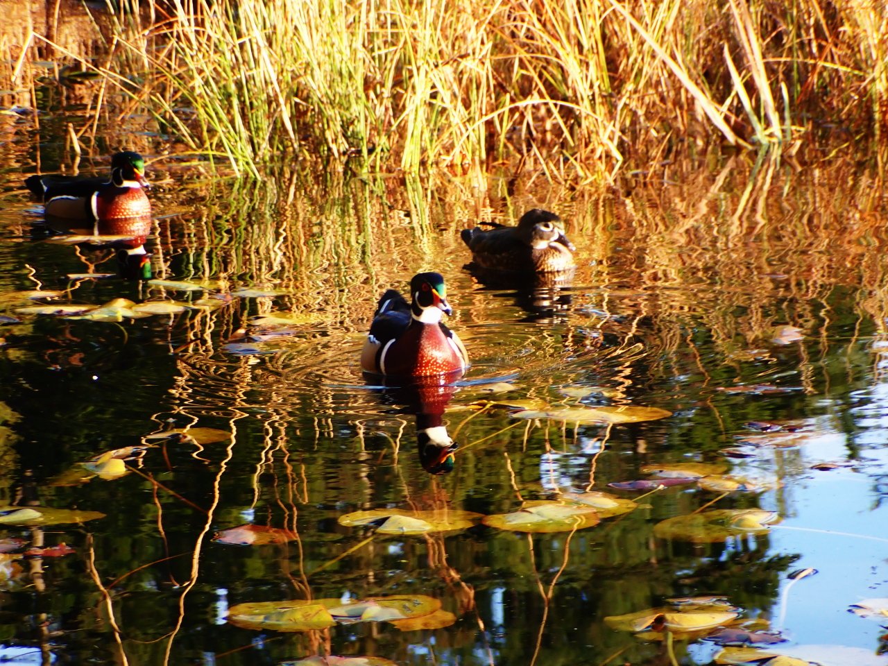 How much wood does a wood duck chuck?