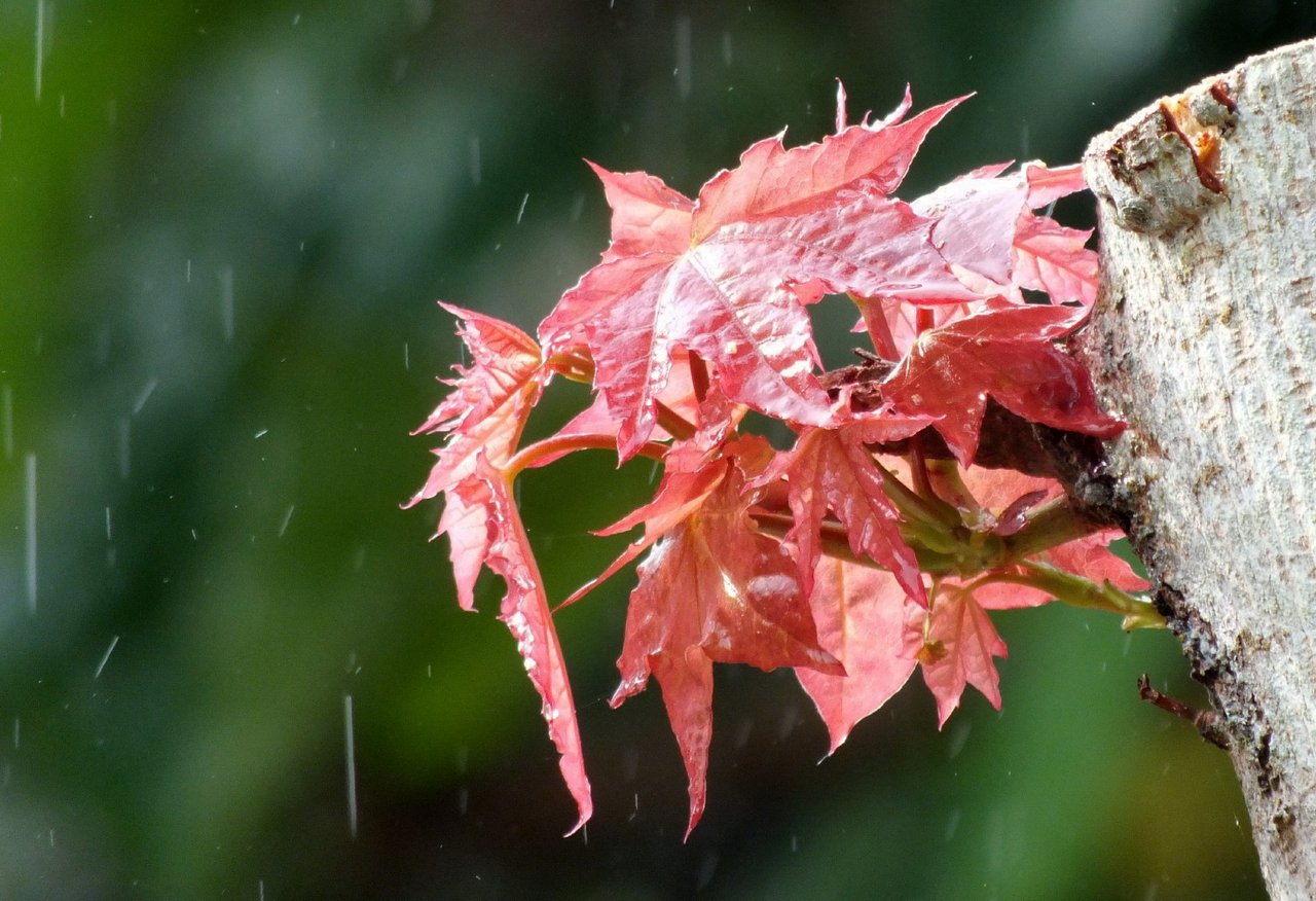 https://img.inleo.io/DQmXF5wYEbJUmfmUH1dMwPVjrWVMuJoLpXa2248FrhsxgV9/0898-Leaves.jpg