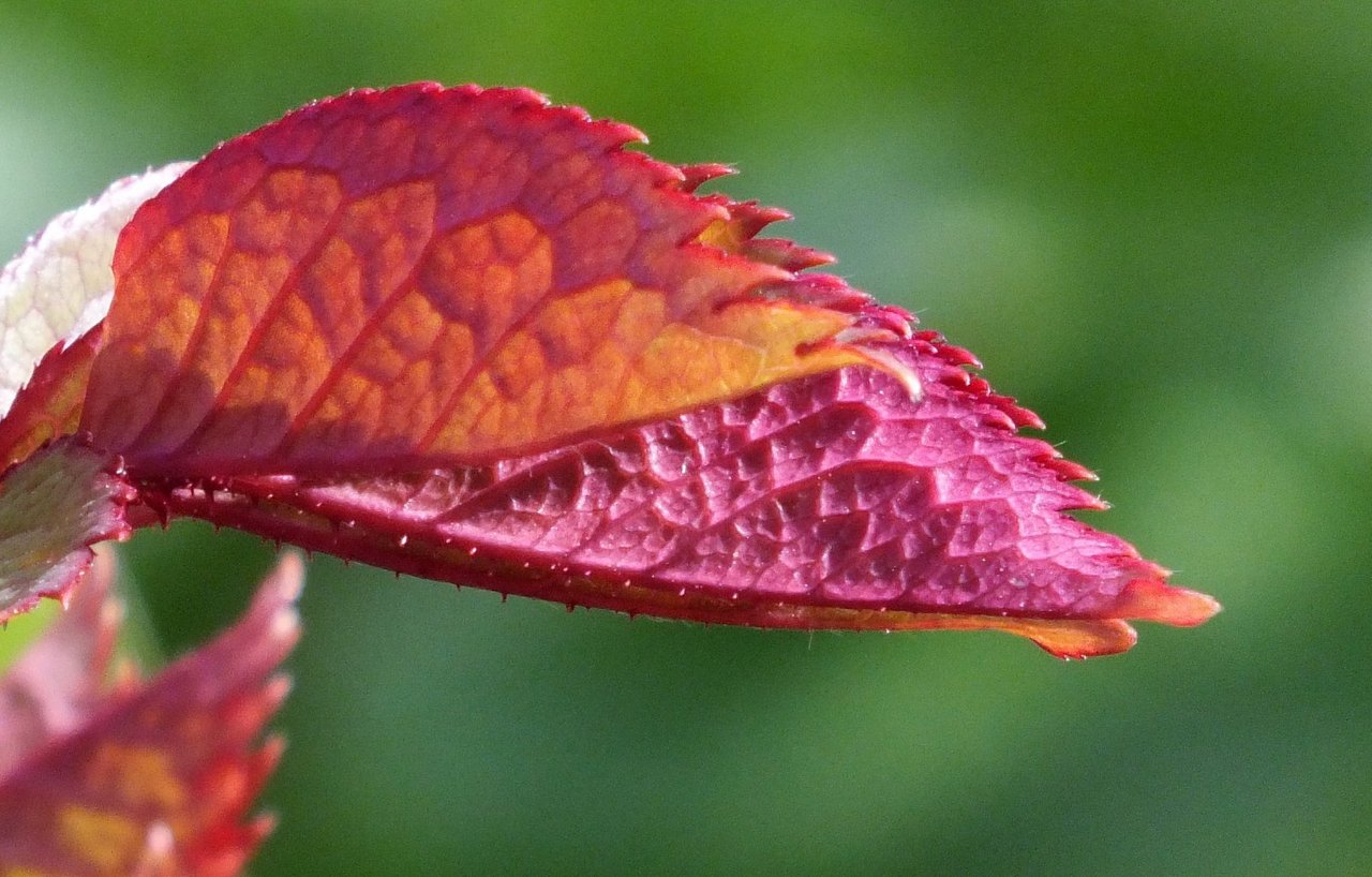 https://img.inleo.io/DQmYvBmLALx9epJe5CetcTPNzmVsZ1HqqccEKDnjkzsn6KW/0713-RedLeaf.jpg