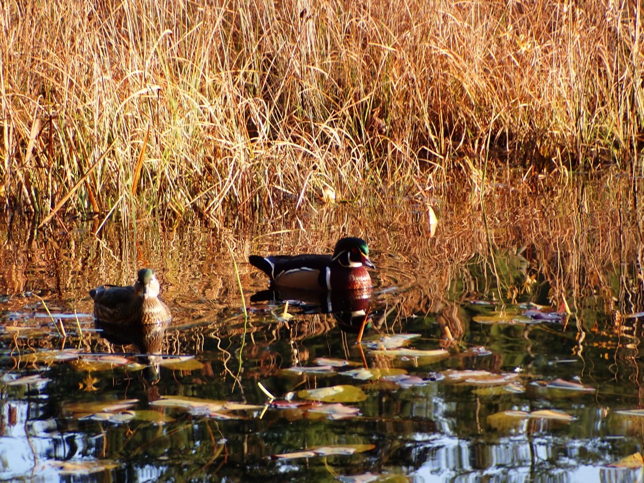 How much wood does a wood duck chuck?