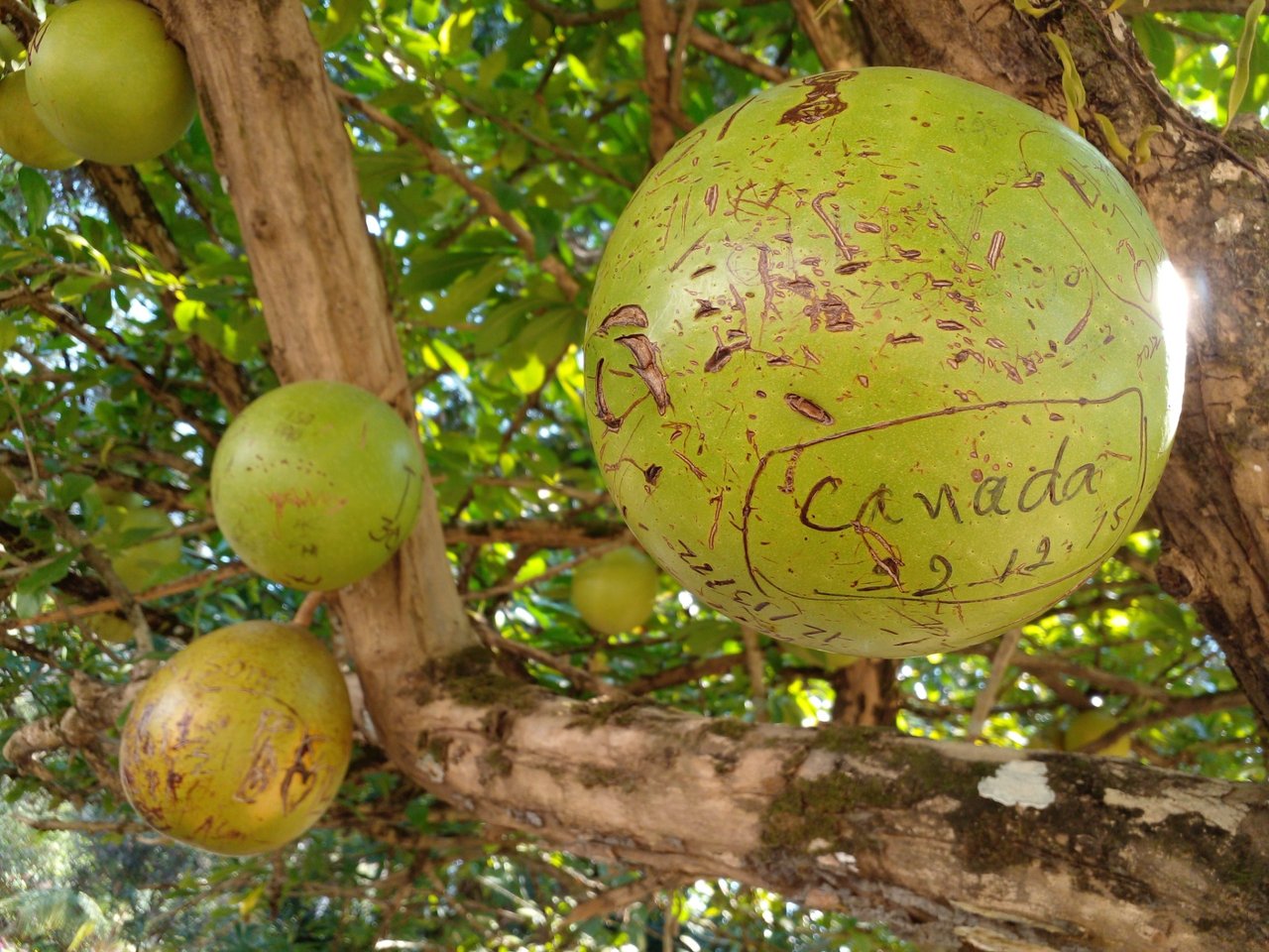 coconut vandalism