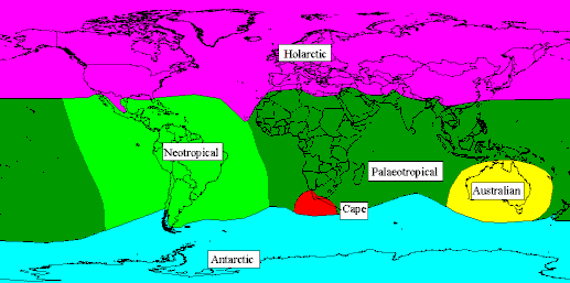 The six floral kingdoms of the world. I'm in the Cape