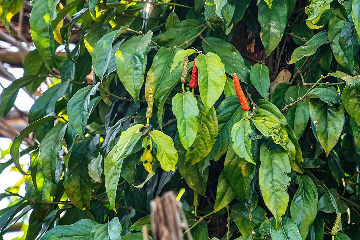 Long pepper has a bit more heat than traditional black peppercorns.