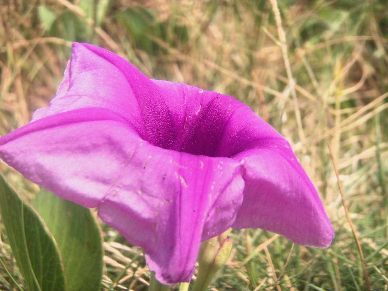 Flor (Campanillas) | PeakD