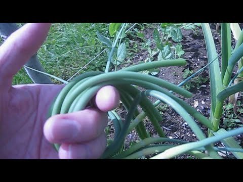 Harvesting garlic scapes for Summer Solstice