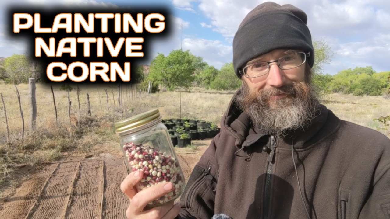 Planting Native Corn