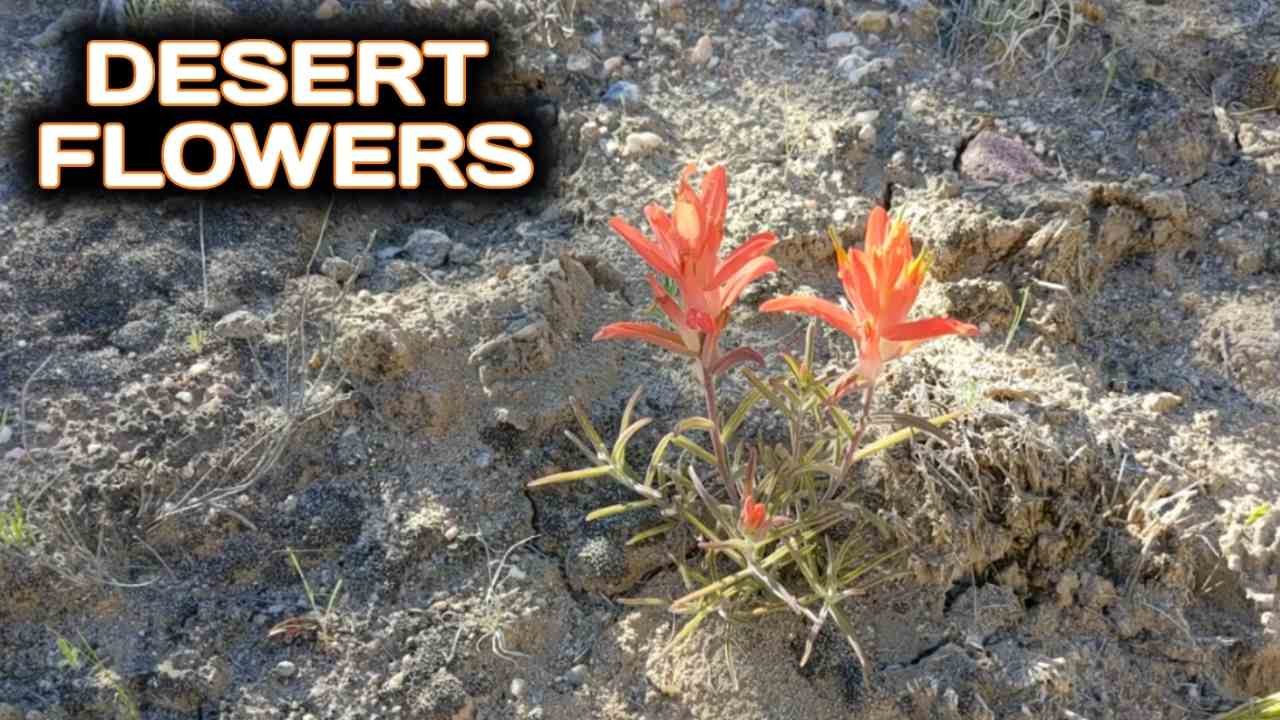 Desert Flowers