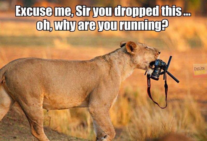 https://jokideo.com/wp-content/uploads/2013/06/Funny-lion.jpg