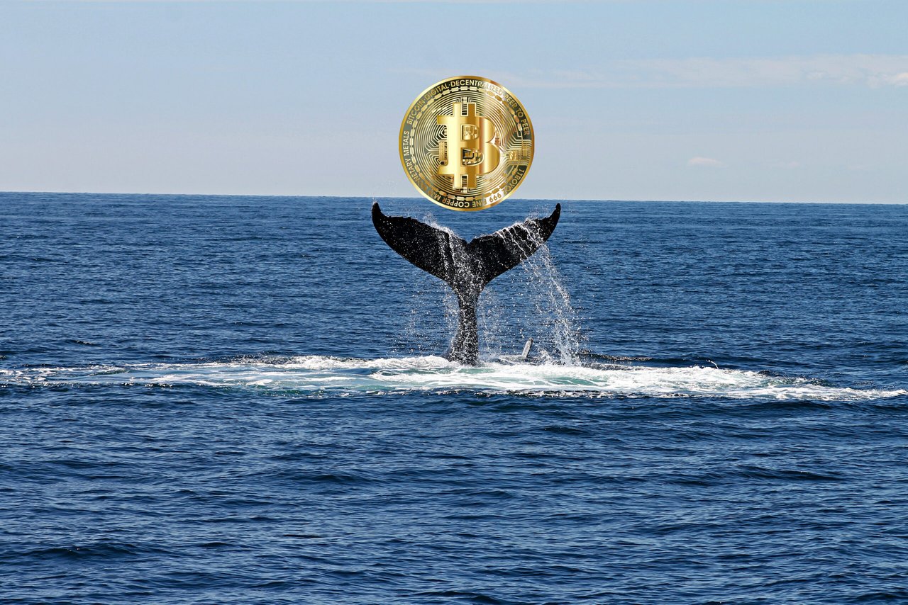 Las ballenas y superballenas Bitcoin ¿Qué animal eres en este océano? |  PeakD