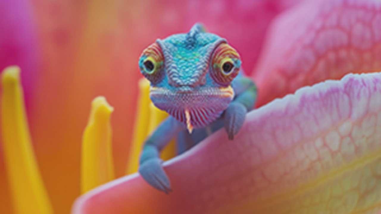 imagegegegeg