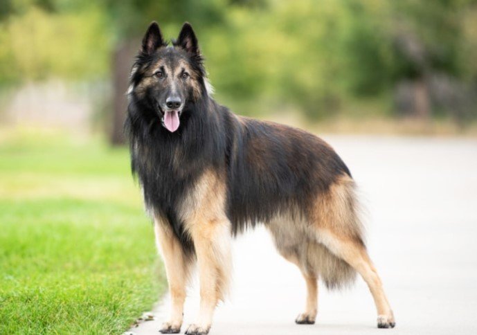 The Belgian Tervuren: A Comprehensive Guide to This Elegant Working Dog