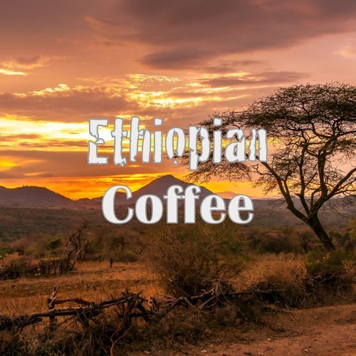 1 Organic Ethiopian Coffee from the Yirgacheffe Region - Whole Bean (16oz) by Volcanica Coffee