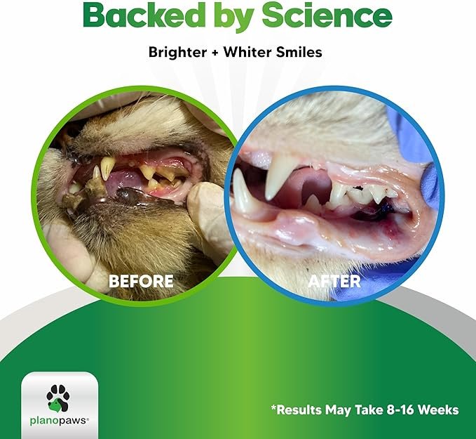 1 Cat Dental Care Powder - Easier Than Cat Toothpaste - Cat Dental Treat Alternative to Get Plaque Off - Cat Teeth Cleaning Powder with Bactase PET - Cat Breath Freshener for Cat Bad Breath - Oral Care