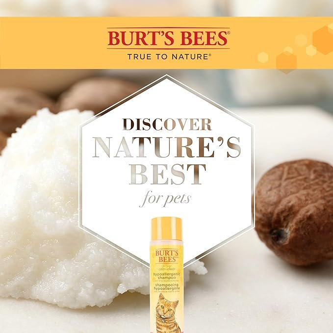 2 Burt's Bees for Pets Cat Hypoallergenic Cat Shampoo with Shea Butter & Honey | Best for Cats with Dry or Sensitive Skin|Cruelty Free, Sulfate & Paraben Free, pH Balanced, -10 Fl Oz (Pack of 1)