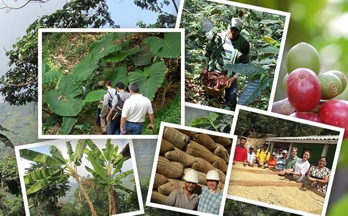 3 Jim’s Organic Coffee – Colombian – Single Origin, Medium Roast - Whole Bean, 5 lb Bag