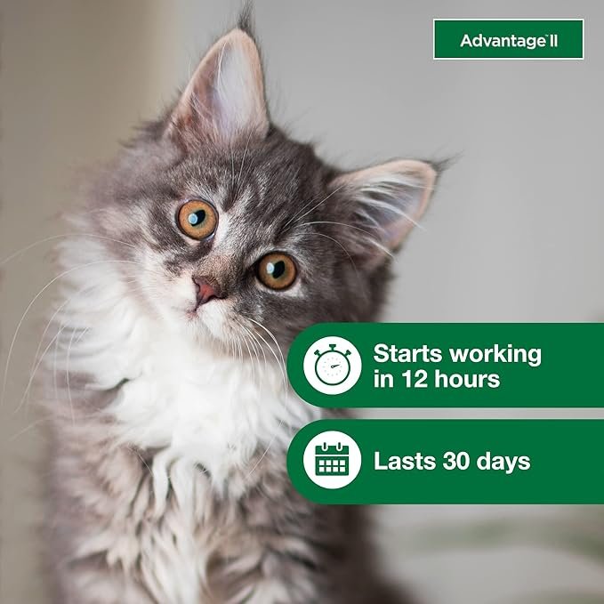 3 Advantage II Kitten Vet-Recommended Flea Treatment & Prevention | Cats 2-5 lbs. | 2-Month Supply
