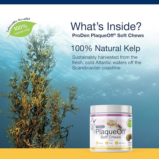 1 ProDen PlaqueOff Soft Chews with Natural Kelp - for All Breed Cats - Supports Normal, Healthy Teeth, Gums, and Breath Odor in Cats - 45 Soft Chews