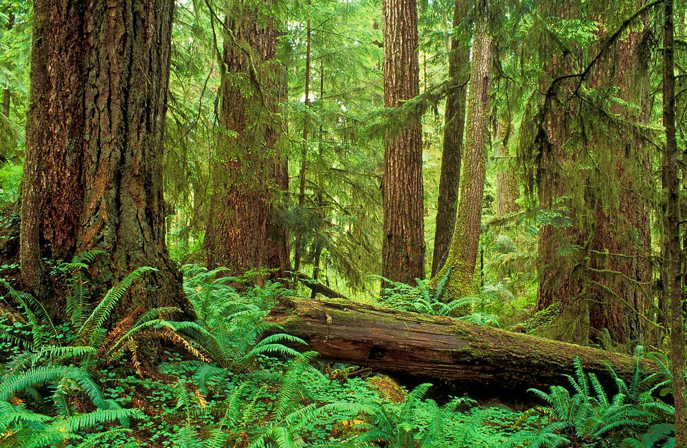 https://m.psecn.photoshelter.com/img-get2/I0000l4NPo9_nLCY/fit=1000x750/2410-2119-Old-growth-forest-Washington.jpg