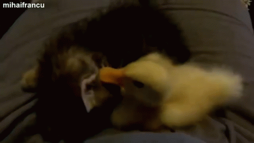 untitled.gif