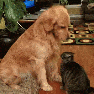 untitled.gif