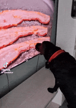 untitled.gif