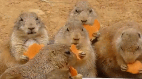 untitled.gif